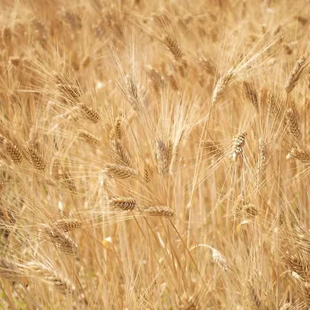 Agriturismo La Nocicchia * Montemarciano