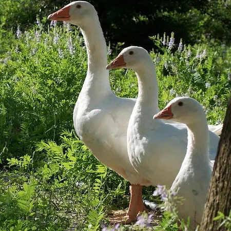 Agriturismo La Nocicchia Montemarciano